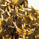 Wulfenite - image 2