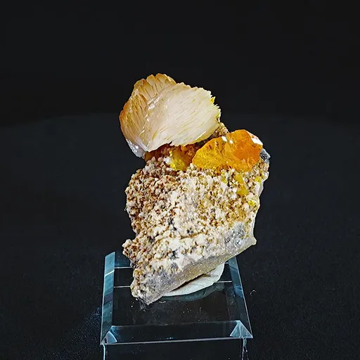 specimen video