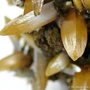 Wulfenite (Bipyramidal) - image 3