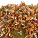 Wulfenite (Bipyramidal Crystals) - image 2