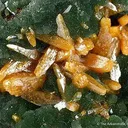 Wulfenite (Bipyramidal) With Mimetite - image 2