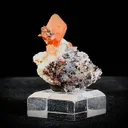 specimen video