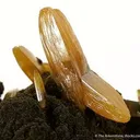 Wulfenite - image 2