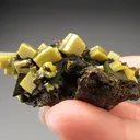 Wulfénite from Mexico, Durango, Mapimí, Ojuela Mine - image 4