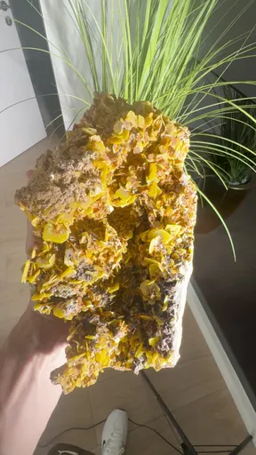 specimen video