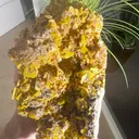 specimen video