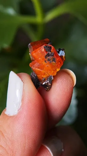 specimen video