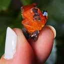 specimen video