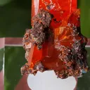 specimen video