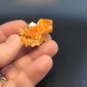 specimen video
