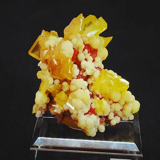 specimen video
