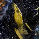 Wulfenite on Azurite - image 5