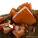 Wulfenite on Descloizite - image 2