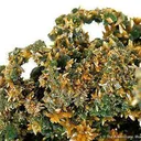 Wulfenite on Mimetite - image 4