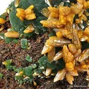 Wulfenite on Mimetite - image 2