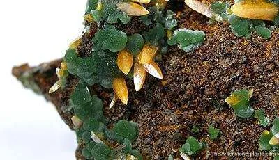 Wulfenite on Mimetite - image 3