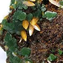Wulfenite on Mimetite - image 3