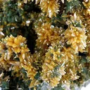 Wulfenite on Mimetite - image 3