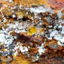 Wulfenite & Vanadinite on limonite - 2210 grams - Erupción Mine, Los Lamentos Mts, Chihuahua, Mexico - image 9