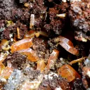 Wulfenite & Vanadinite on limonite - 2210 grams - Erupción Mine, Los Lamentos Mts, Chihuahua, Mexico - image 3