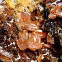 Wulfenite & Vanadinite on limonite - 2210 grams - Erupción Mine, Los Lamentos Mts, Chihuahua, Mexico - image 2