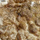 Wulfenite & Vanadinite on limonite - 424 grams - Erupción Mine, Los Lamentos Mts, Chihuahua, Mexico - image 3