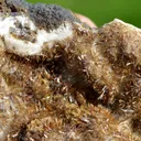 Wulfenite & Vanadinite on limonite - 424 grams - Erupción Mine, Los Lamentos Mts, Chihuahua, Mexico - image 5