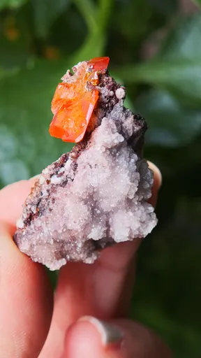 specimen video