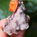 specimen video