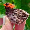 Wulfenite with calcite from Rowley Mine, USA. A very lustrous cluster from this famous locality.  Aesthetic and eye-catching specimen - image 6
