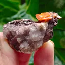Wulfenite with calcite from Rowley Mine, USA. A very lustrous cluster from this famous locality.  Aesthetic and eye-catching specimen - image 5