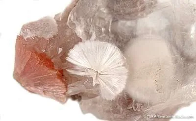 Xonotlite in Selenite With Inesite - image 3