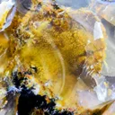 XXL Honey Moss Opal from Türkiye 17.4 kg - image 5