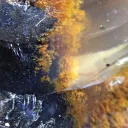 XXL Honey Moss Opal from Türkiye 17.4 kg - image 7