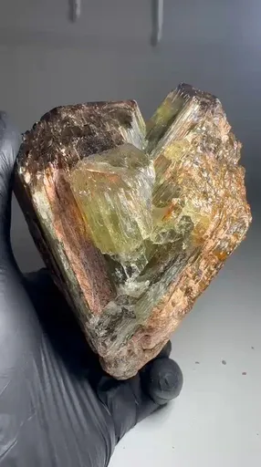 specimen video