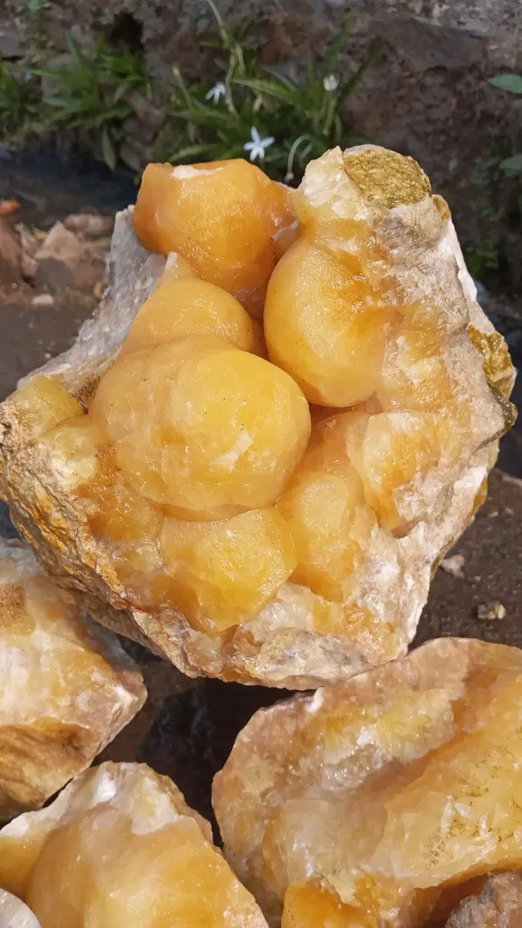 yellow bartyoidal - image 3