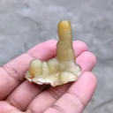 Yellow Chalcedony Specimen  Available for sale. - image 8