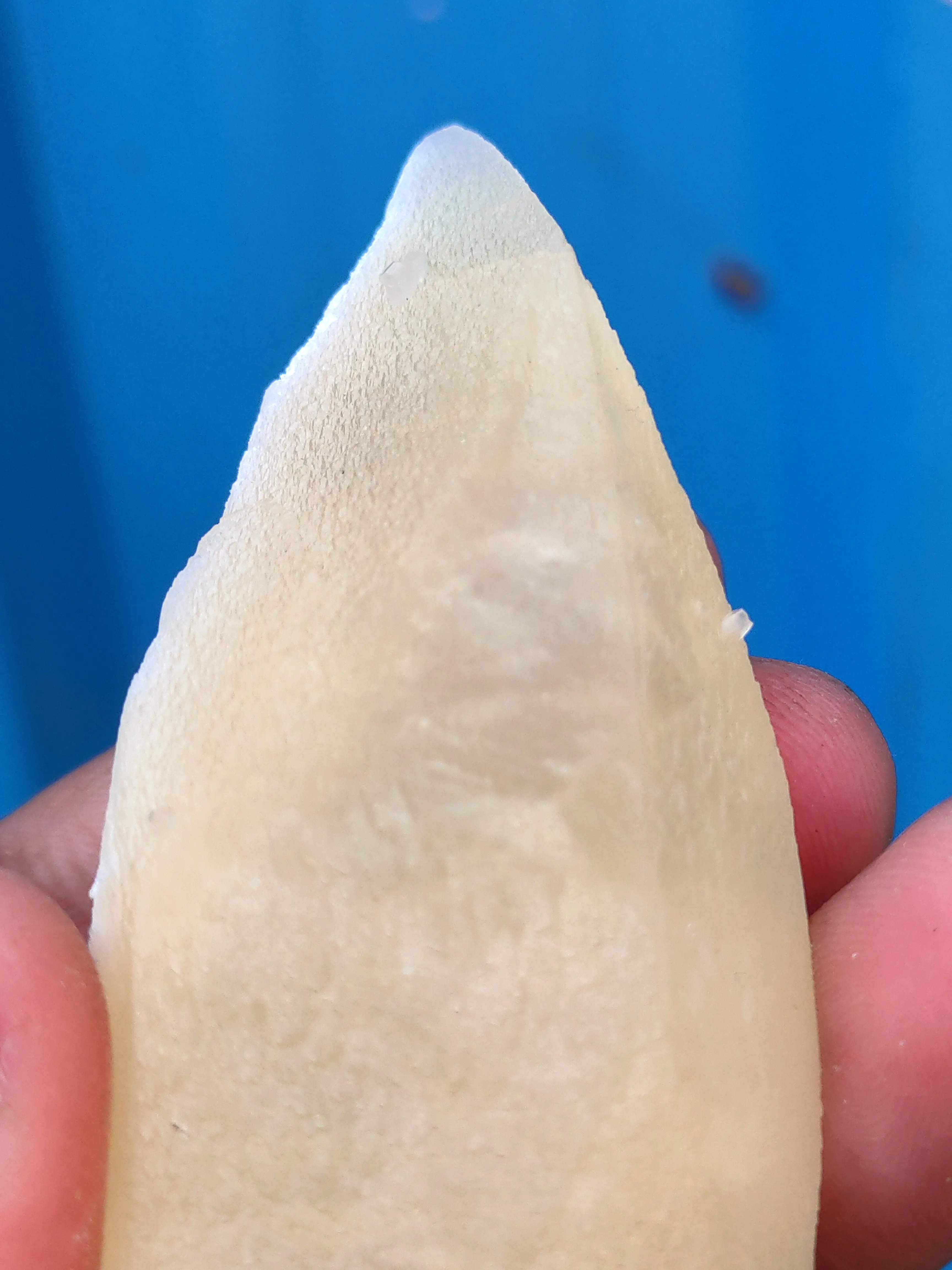 Yellow Terminal Calcite - image 5