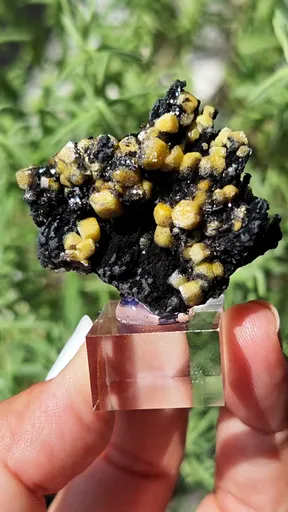 specimen video