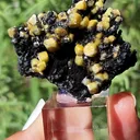 specimen video