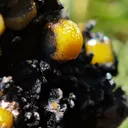 Yellow Vanadinite on Goethite from Taouz, Morocco. Aesthetic rarity specimen - image 7