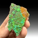 Zincolivenite with Conichalcite - image 1