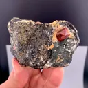 specimen video