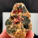 specimen video