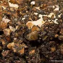 Zunyite - image 3